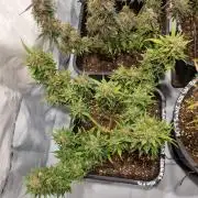 Lemon Cherry Cookies Auto