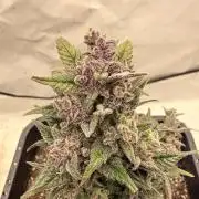 Fastbuds Ztrawberriez Auto