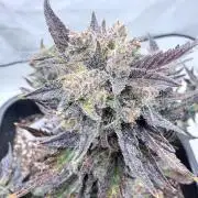 Fastbuds Guava Auto
