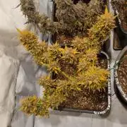 Lemon Cherry Cookies Auto