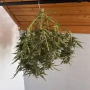 Lemon Cherry Cookies Auto