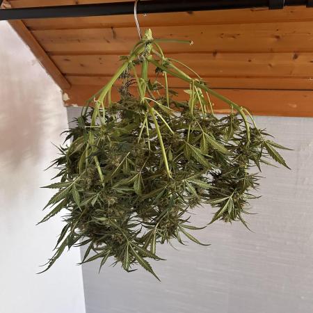 Lemon Cherry Cookies Auto