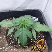 Papaya Cookies Auto