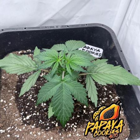 Papaya Cookies Auto