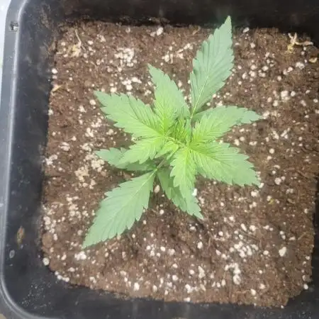 Lemon Cherry Cookies Auto