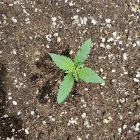 Lemon Cherry Cookies Auto