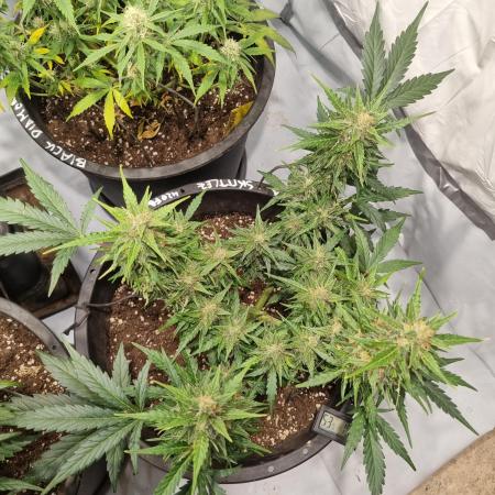 Gorilla Skittelz 21.08.25