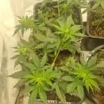 Lemon Cherry Cookies Auto