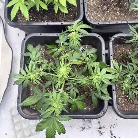 Fastbuds Z-Up Auto