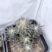 Papaya Cookies Auto