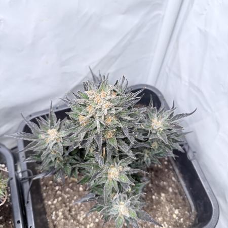Papaya Cookies Auto