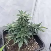 Papaya Cookies Auto