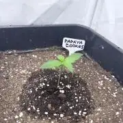 Papaya Cookies Auto