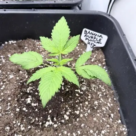 Banana Purple PunchRF3 Auto