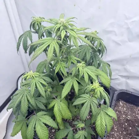 Banana Purple PunchRF3 Auto