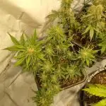 Lemon Cherry Cookies Auto