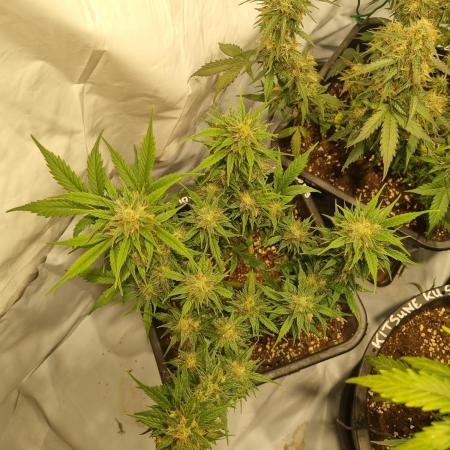 Lemon Cherry Cookies Auto