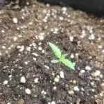 Lemon Cherry Cookies Auto