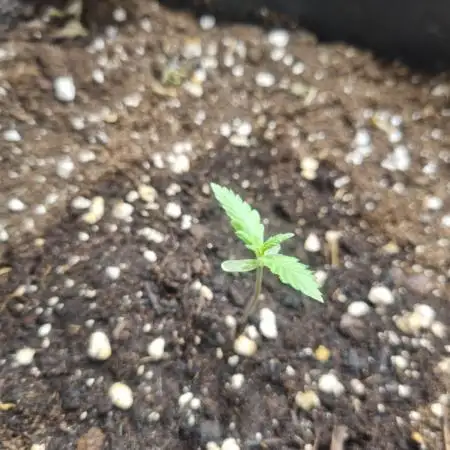 Lemon Cherry Cookies Auto