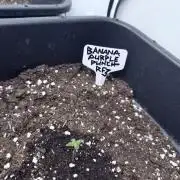 Banana Purple PunchRF3 Auto