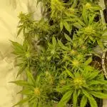 Lemon Cherry Cookies Auto