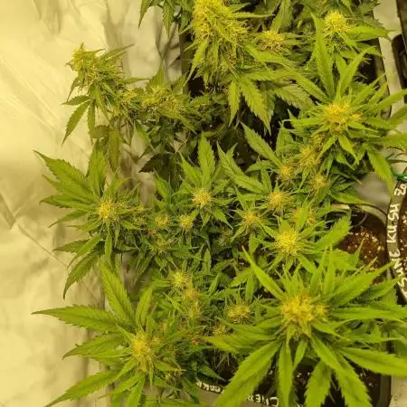 Lemon Cherry Cookies Auto