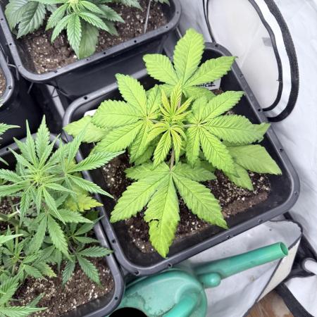 Banana Purple PunchRF3 Auto