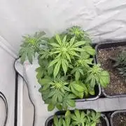 Banana Purple PunchRF3 Auto