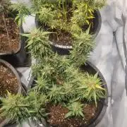 Gorilla Skittelz 21.08.25