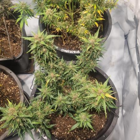 Gorilla Skittelz 21.08.25