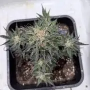 Papaya Cookies Auto