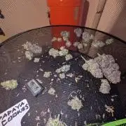 Papaya Cookies Auto
