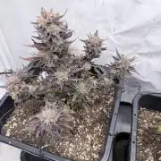 Fastbuds Guava Auto