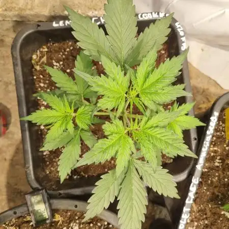 Lemon Cherry Cookies Auto
