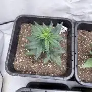 Fastbuds Ztrawberriez Auto