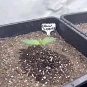 Fastbuds Ztrawberriez Auto