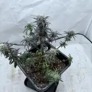Banana Purple PunchRF3 Auto