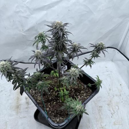Banana Purple PunchRF3 Auto