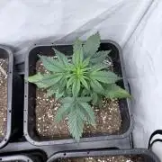 Papaya Cookies Auto