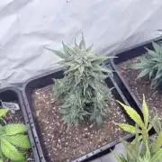 Fastbuds Ztrawberriez Auto