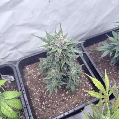 Fastbuds Ztrawberriez Auto