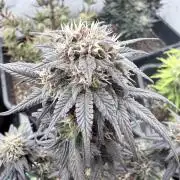 Banana Purple PunchRF3 Auto