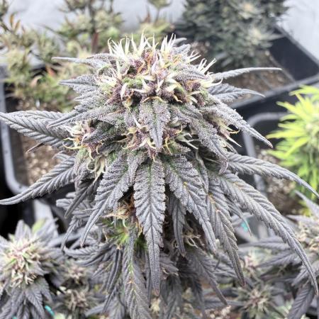 Banana Purple PunchRF3 Auto