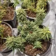 Gorilla Skittelz 21.08.25