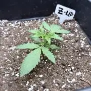 Fastbuds Z-Up Auto