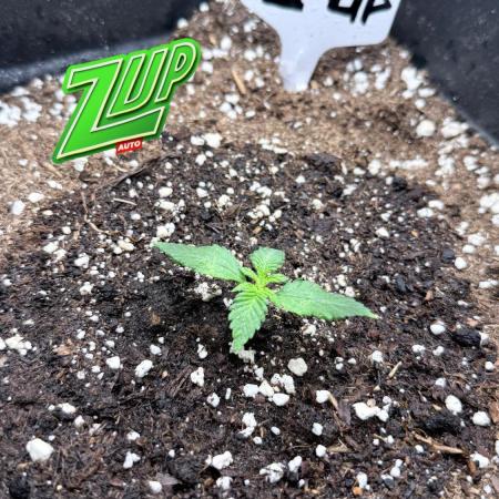 Fastbuds Z-Up Auto