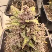 Fastbuds Ztrawberriez Auto