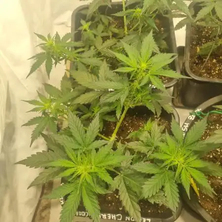 Lemon Cherry Cookies Auto