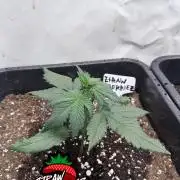 Fastbuds Ztrawberriez Auto