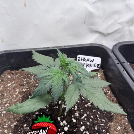 Fastbuds Ztrawberriez Auto